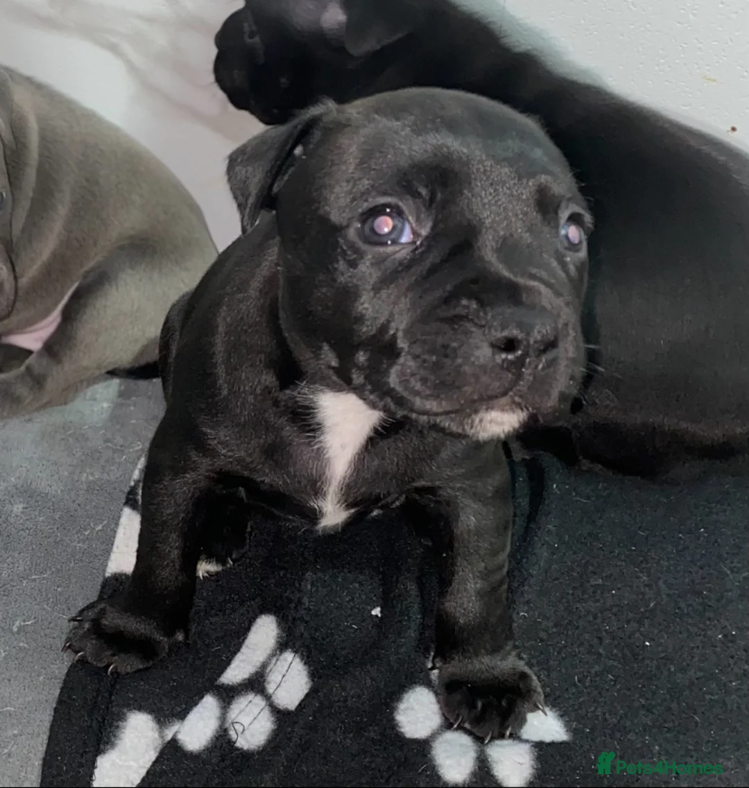 Staffordshire Bull Terrier dogs for sale: Last boy !!! Price dropped !!! Kassius pup  - Advert 6