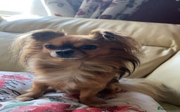 Chihuahua dogs for sale: Miniature long haired KC registered Chihuahua - Image 1