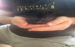 Mixed Breed cats for sale: Female Kittens - Image 3