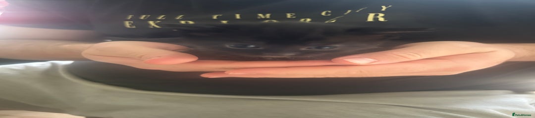 Mixed Breed Kitten 2