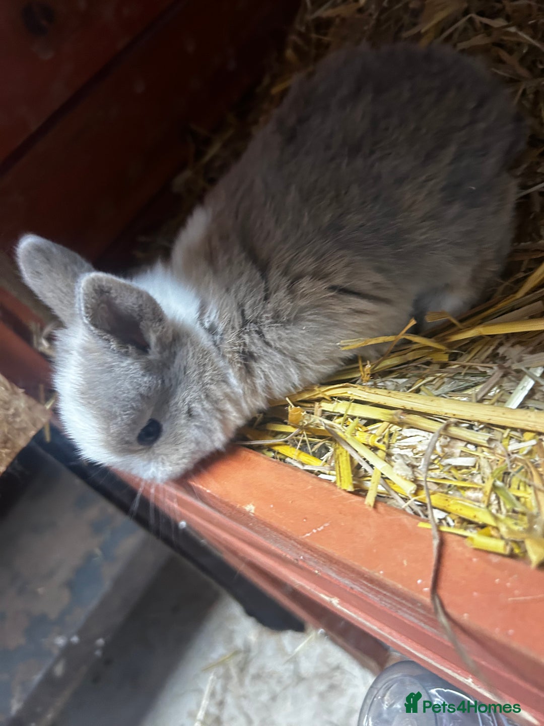 Mixed Breed rabbits for sale: Mini lop x lop - Advert 5
