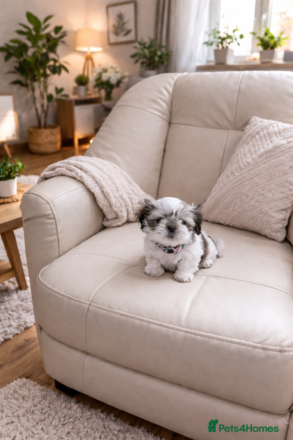 Shih Tzu dogs ❤️Last lovely girl pure bred shih tzu.😍😘 - Advert 2