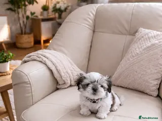 Shih Tzu dogs ❤️Last lovely girl pure bred shih tzu.😍😘 - Advert 2