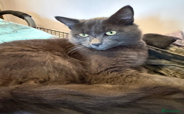 Russian Blue cats Beautiful loki - Advert 1