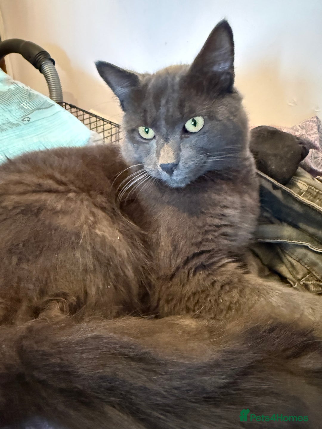 Russian Blue cats for sale: Beautiful loki - Advert 1