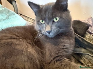 Russian Blue cats Beautiful loki - Advert 2