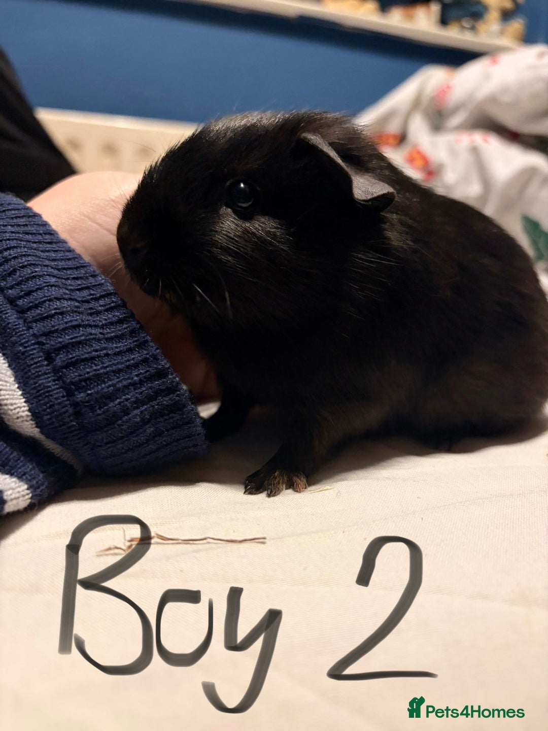 Guinea Pig rodents for sale: Guinea Pigs for sale - Advert 6