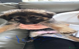 German Shepherd dogs for sale: German shepherd pups - Image 9