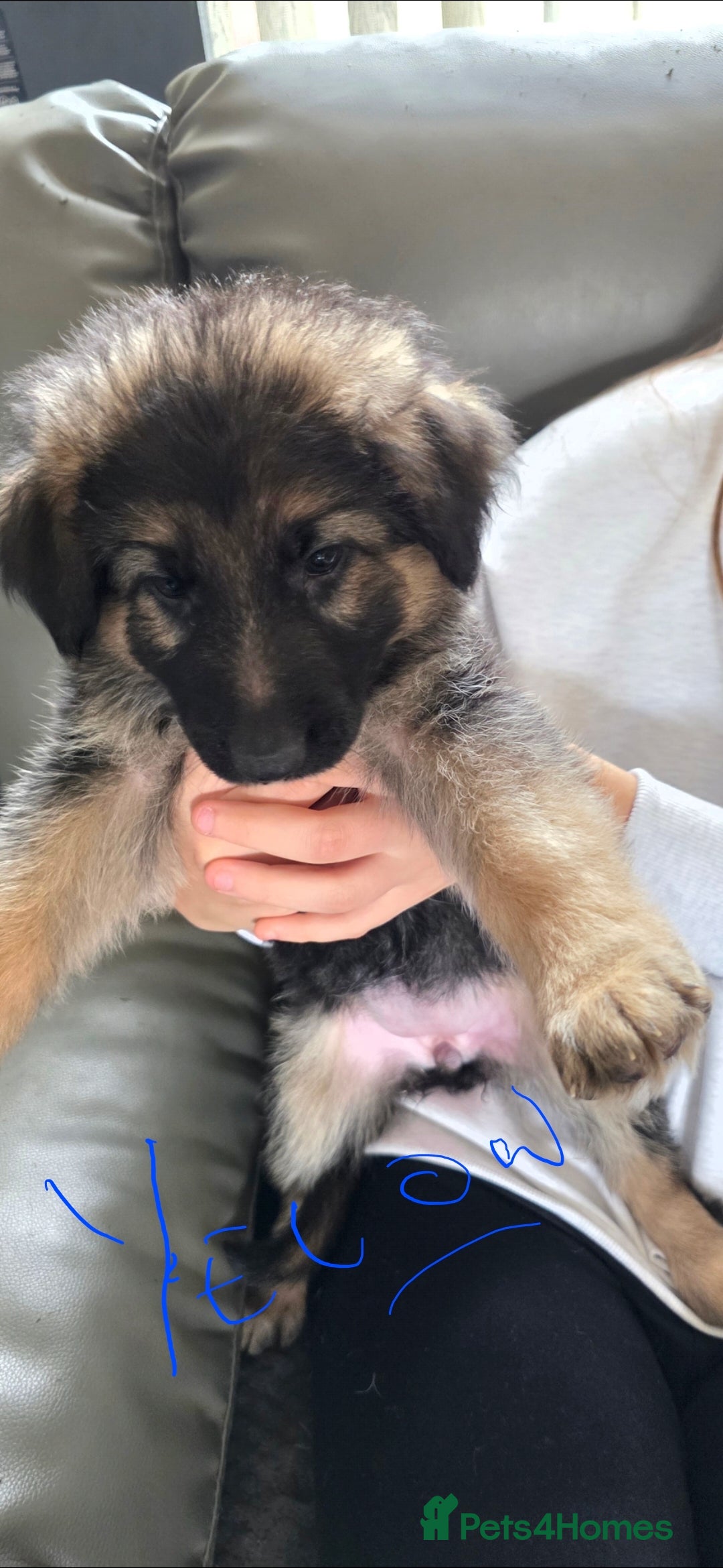 German Shepherd dogs for sale: German shepherd pups - Image 9