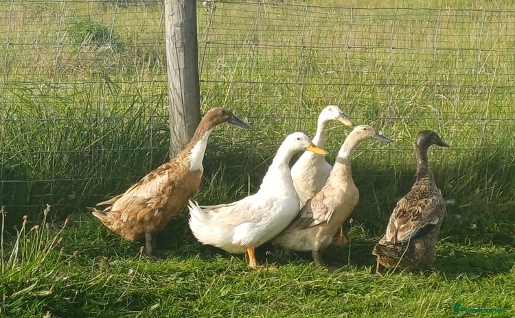 Ducks poultry - Advert 4