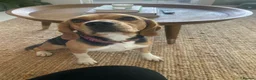 Beagle dogs for sale: Hazel - Advert 2