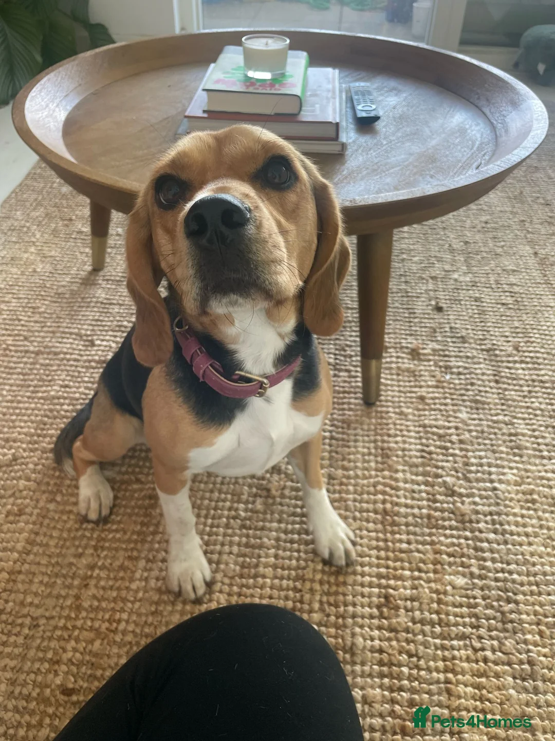 Beagle dogs for sale: Hazel - Advert 2