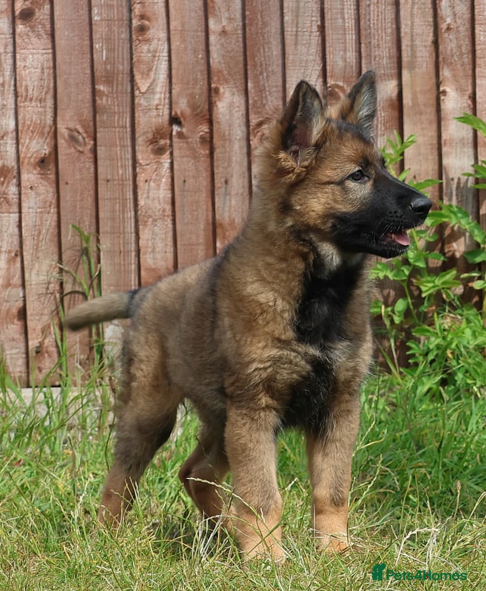 German Shepherd dogs German shepherd puppies working line - Advert 1
