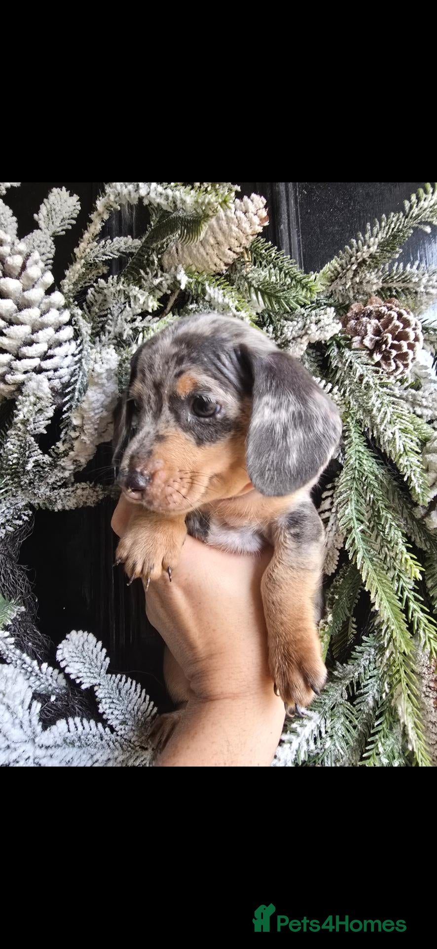 Miniature Dachshund dogs Adorable minature Dashounds - Advert 1