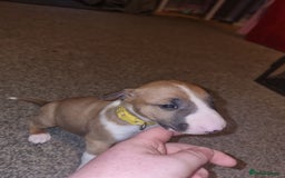 English Bull Terrier dogs for sale: English bull terrier  - Image 21