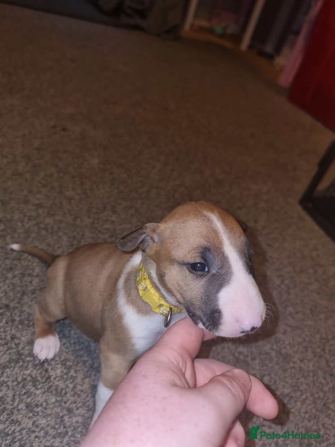 English Bull Terrier dogs for sale: English bull terrier  - Image 21