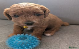 Cavapoo dogs for sale: F2 Cavapoo, Dog breeding license - Advert 16