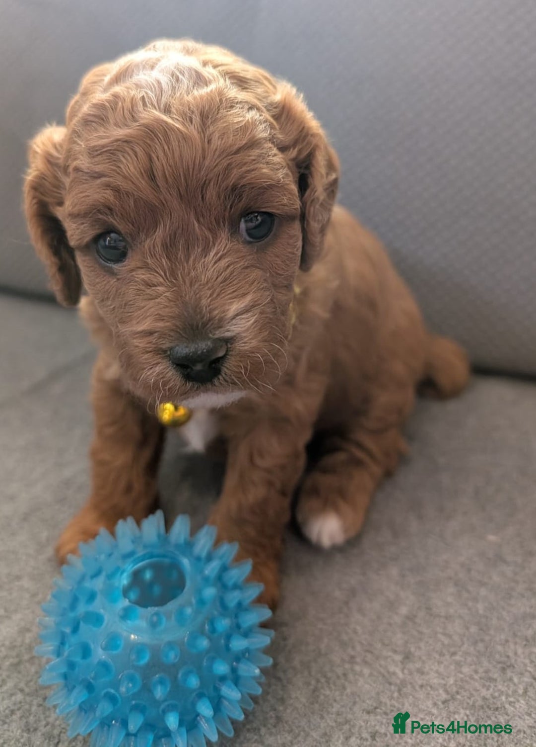 Cavapoo dogs for sale: F2 Cavapoo, Dog breeding license - Advert 16