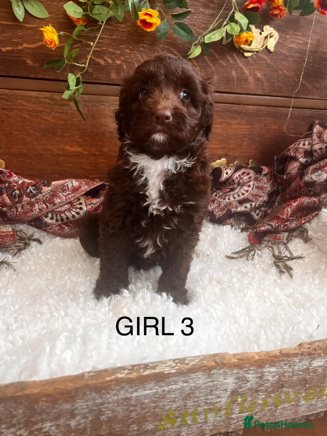Sproodle dogs for sale: Chocolate Sproodle Puppies rare Merle  - Advert 24