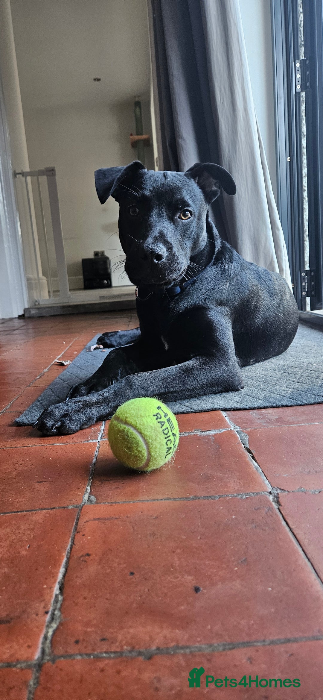 Mixed Breed dogs for sale: Lab-Staffy cross 8 months - Image 4