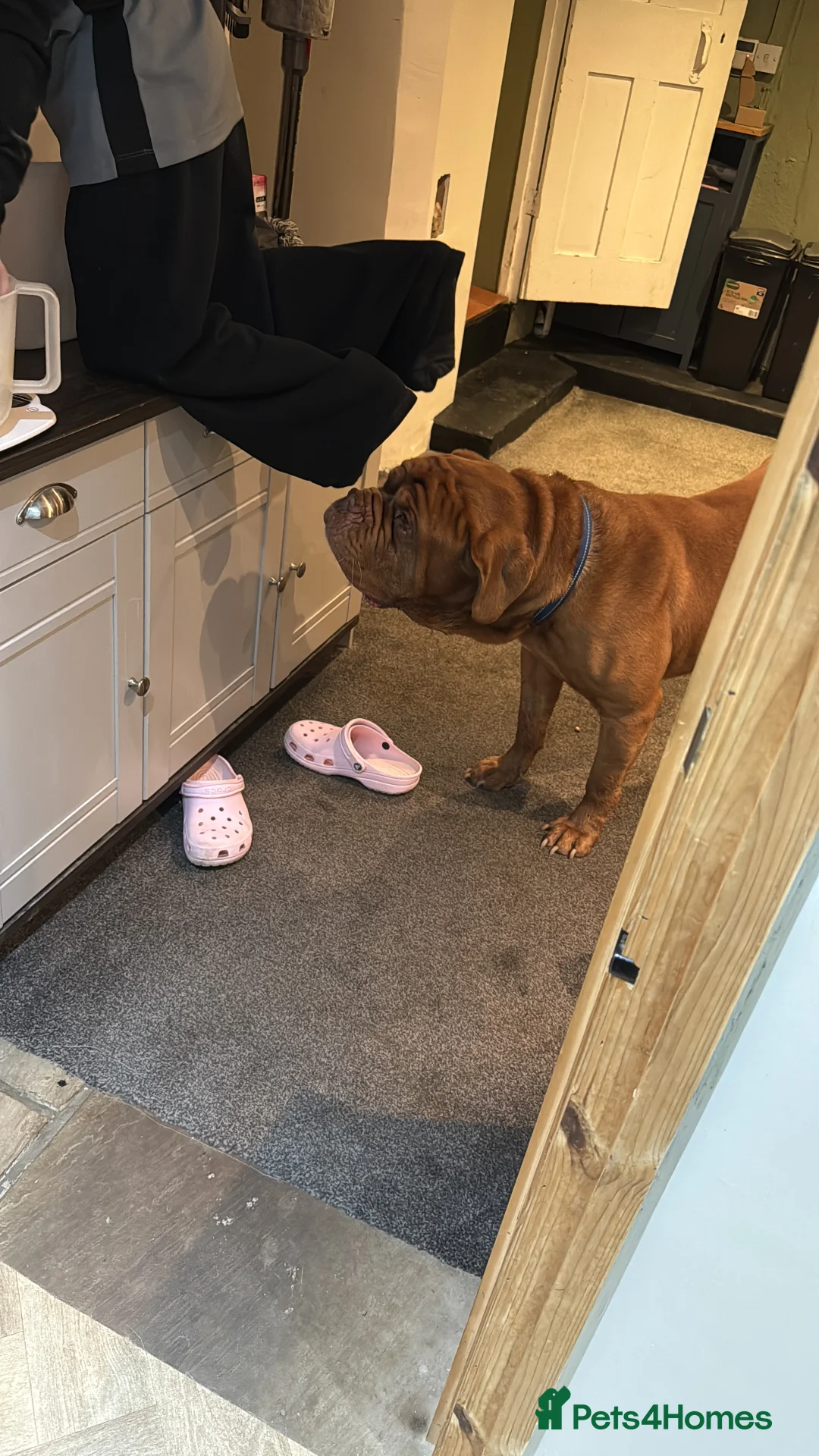 Dogue De Bordeaux dogs for sale: Absolute gentle giant Dogue de Bordeaux - Advert 2