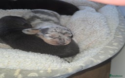 Miniature Dachshund dogs for sale: Miniature smooth dachshund  - Image 16