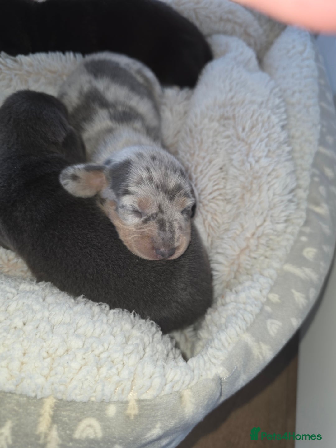 Miniature Dachshund dogs for sale: Miniature smooth dachshund  - Image 16