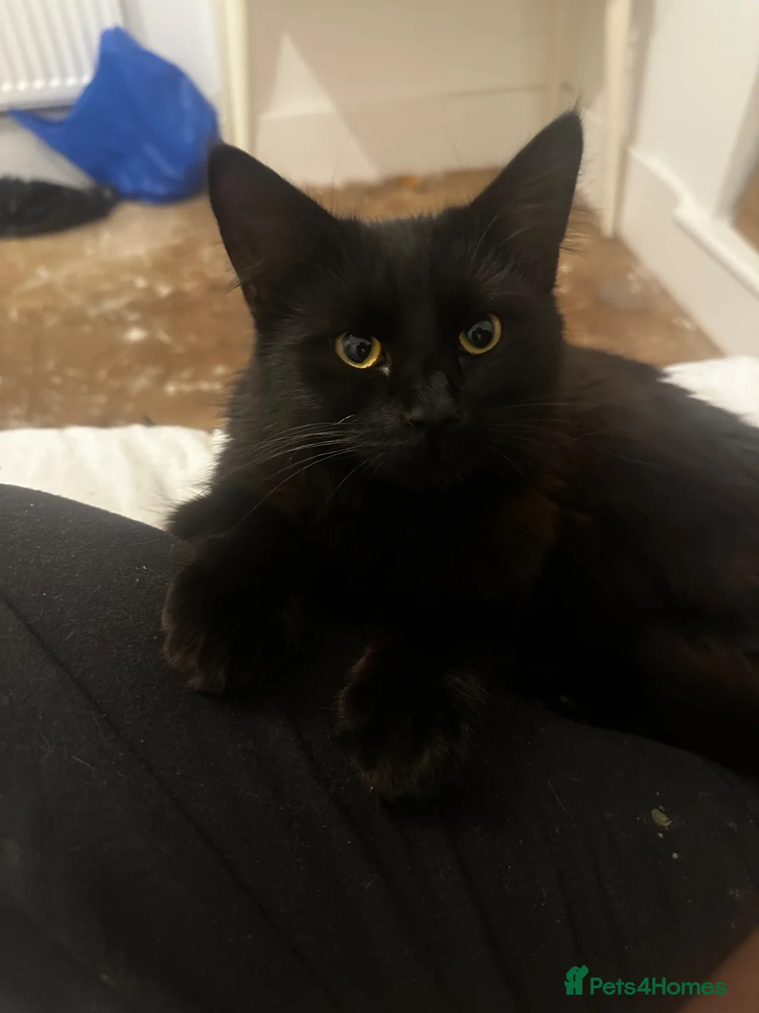 Mixed Breed cats for sale: 4 beautiful medium haired kittens.  - Advert 1