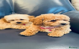 Maltipoo dogs for sale: Stuning Maltipoo Puppies Ready To Go - Image 5