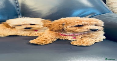 Maltipoo dogs - Advert 14