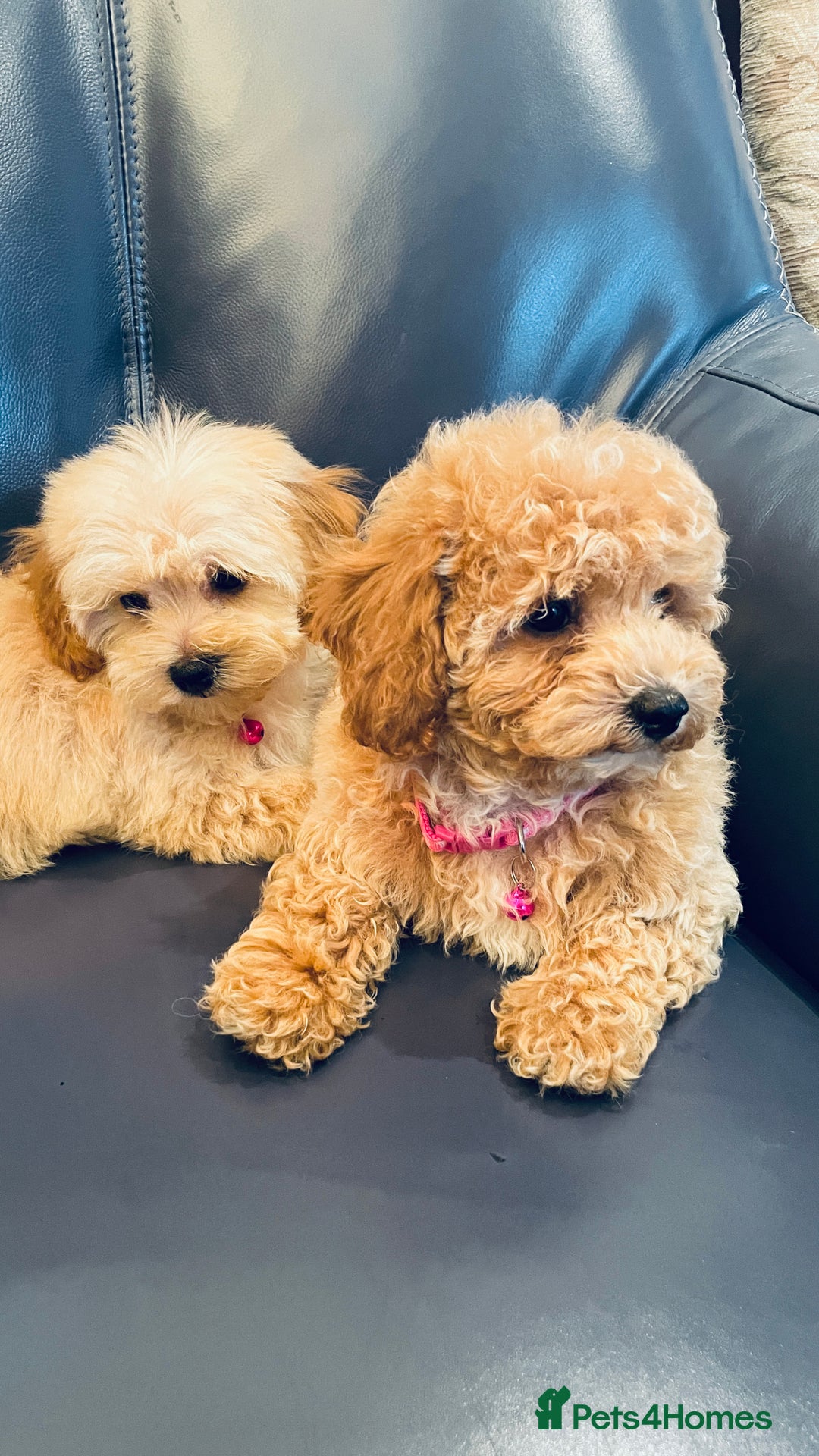 Maltipoo dogs for sale: Stuning Maltipoo Puppies Ready To Go - Image 5