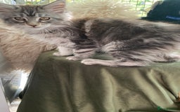 Maine Coon cats for sale: Pedigree registered Maine Coons - Image 14