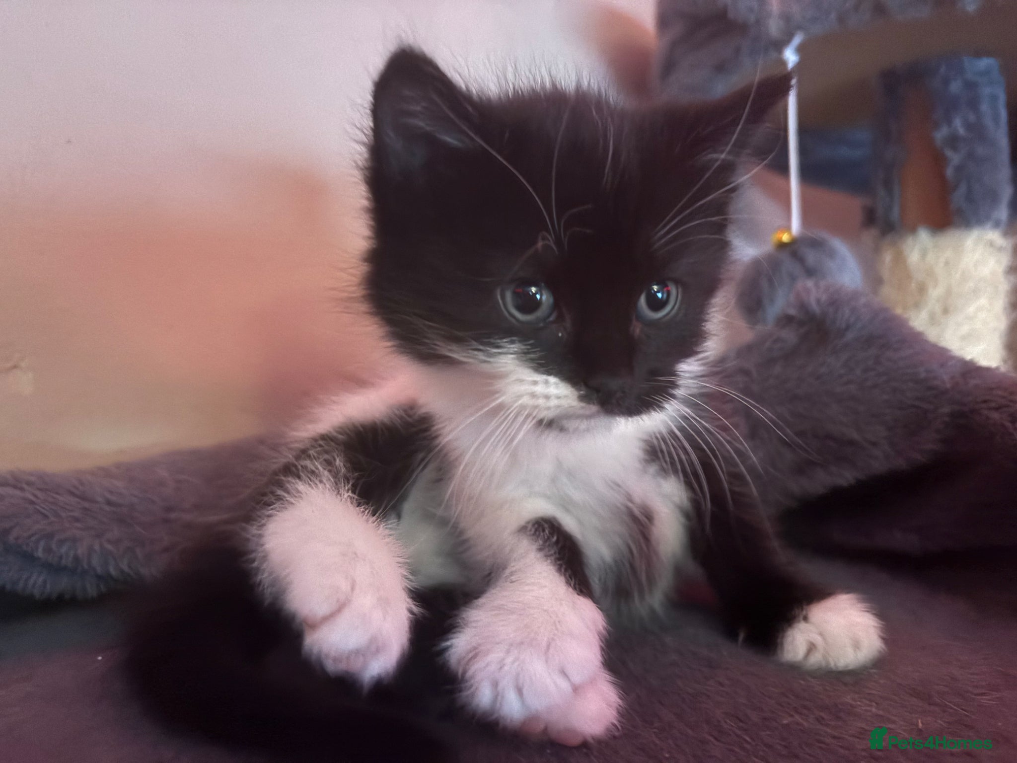 Mixed Breed cats 2 beautiful male kittens  - Advert 17