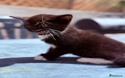 Mixed Breed cats for sale: healthy mixed kittens  - Image 11