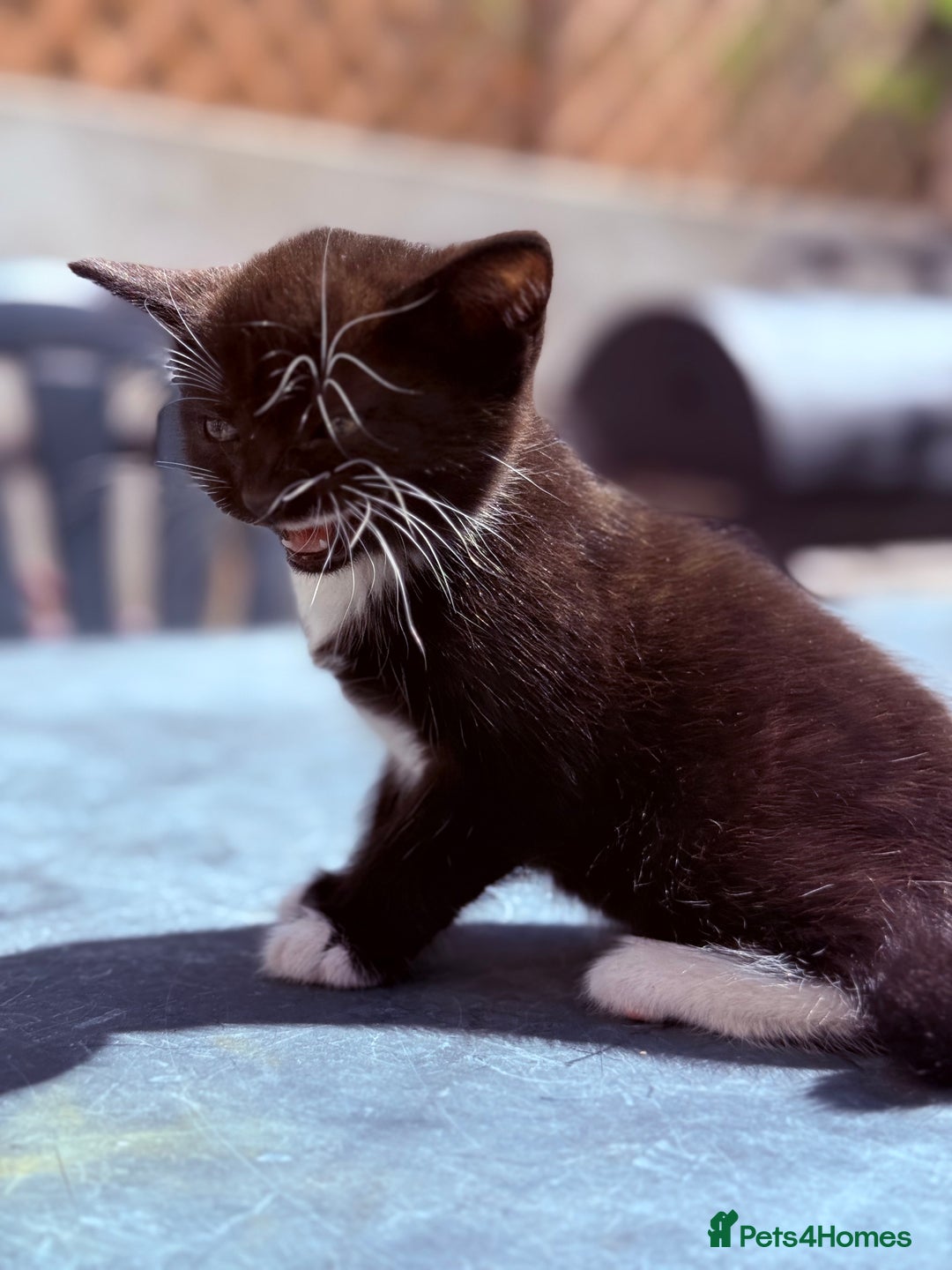 Mixed Breed cats for sale: healthy mixed kittens  - Image 11