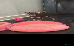 Chihuahua dogs for sale: Tiny chihuahua puppies KC in Coventry - Image 19
