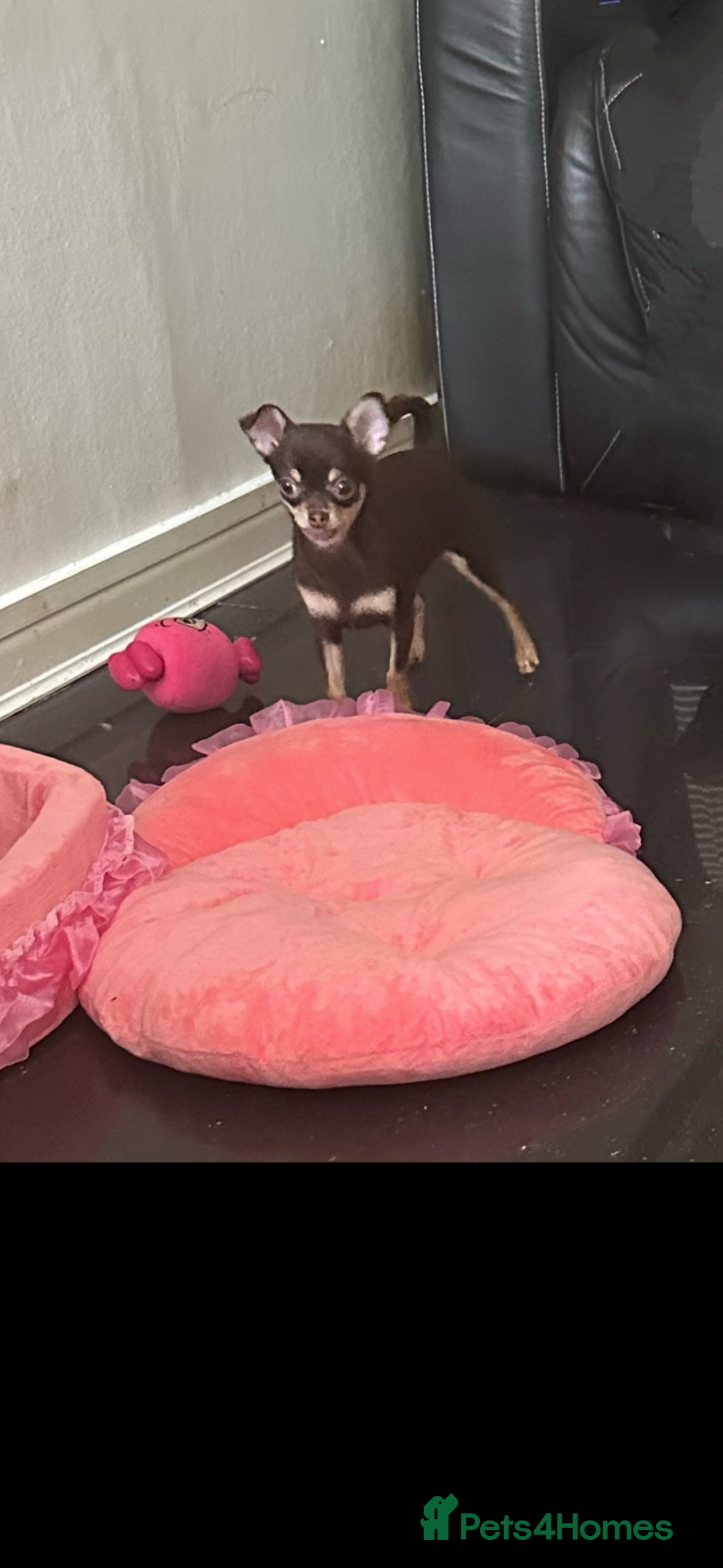 Chihuahua dogs for sale: Tiny chihuahua puppies KC in Coventry - Image 19