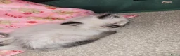 Ragdoll cats for sale: 💗 BEAUTIFUL RAGDOLL KITTENS – 2 GIRLS & 2 BOYS 💗 - Advert 6