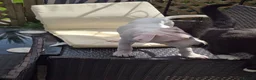 American Bulldog dogs for sale: Very loving american bulldog  - Advert 10