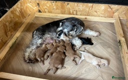 Mixed Breed dogs for sale: Miniature schnoodle pups  - Image 1