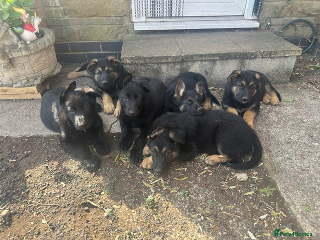 German Shepherd dogs for sale: Male And Female KC German Shepherd Puppies. - Image 5