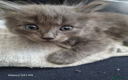 Mixed Breed cats for sale: 5 cute gray long-haired kittens for sale - Image 5