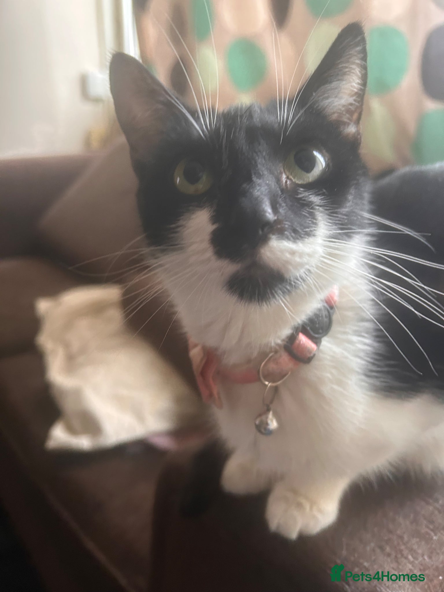 Mixed Breed cats 5 black and white kittens, all cute  - Advert 2