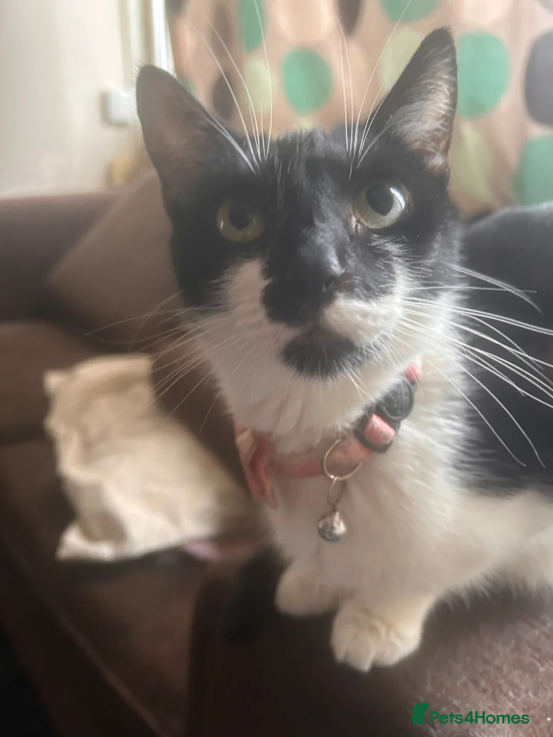 Mixed Breed cats for sale: 5 black and white kittens, all cute  - Advert 1