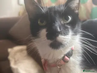 Mixed Breed cats 5 black and white kittens, all cute - Advert 2