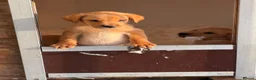 Labrador Retriever dogs for sale: SHAEDS OF YELLOW TO FOXRED - Advert 9
