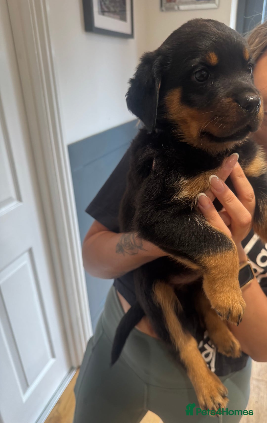 Rottweiler dogs for sale: Rottweiler chunky Puppies *READY TO LEAVE* - Image 15