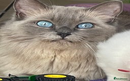 Ragdoll cats for sale: TICA registered pedigree Mink & blue point kittens - Image 1