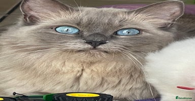 Ragdoll cats - Advert 10
