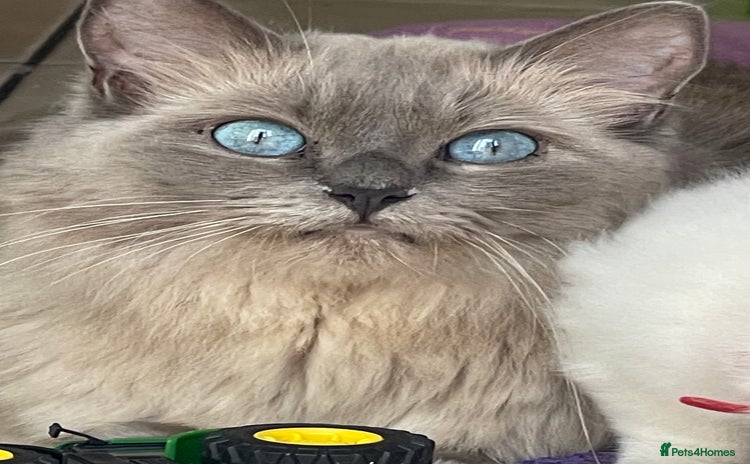 Ragdoll cats - Advert 2